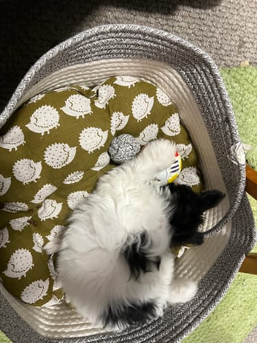 Customer photo review of Instinct Play Stick | Wild-Harvested & Chemical-Free Dental Cat Entertainment (1+1 FREE)