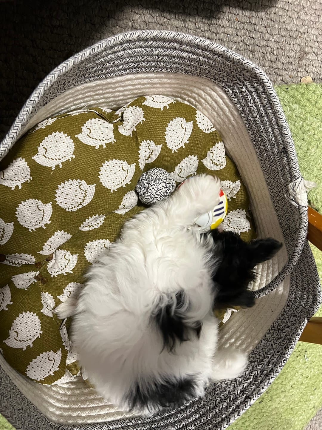 Customer photo review of Instinct Play Stick | Wild-Harvested & Chemical-Free Dental Cat Entertainment (1+1 FREE)