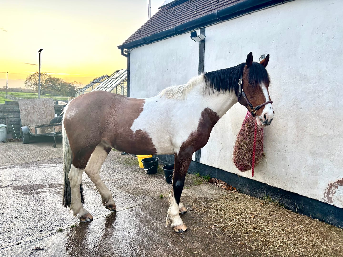 Customer photo review of Horse Shampoo