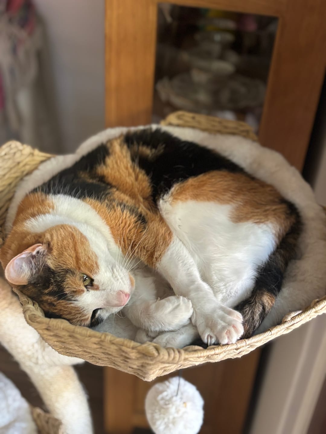 Customer photo review of MICHU Ivy Cat Tower Deluxe 4-Tier Designer Tall Cat Tree