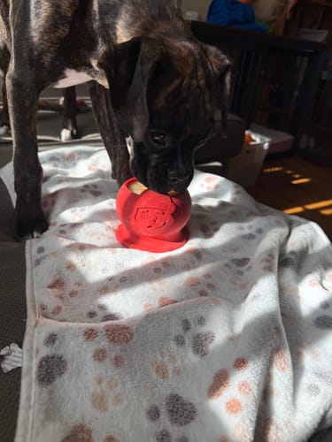 Customer photo review of FreezSanta Dog– Holiday Frozen Santa Chew Toy