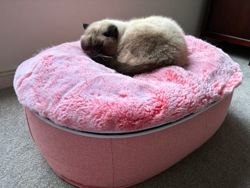Customer photo review of Small Rebound Foam Mattress Dog Bed - Interior/Outdoor