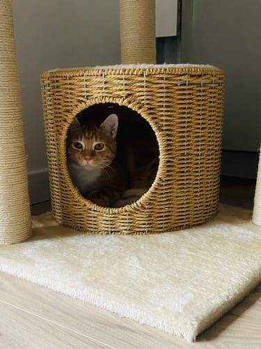 Customer photo review of Arbre à Chat - Paradis Pattes