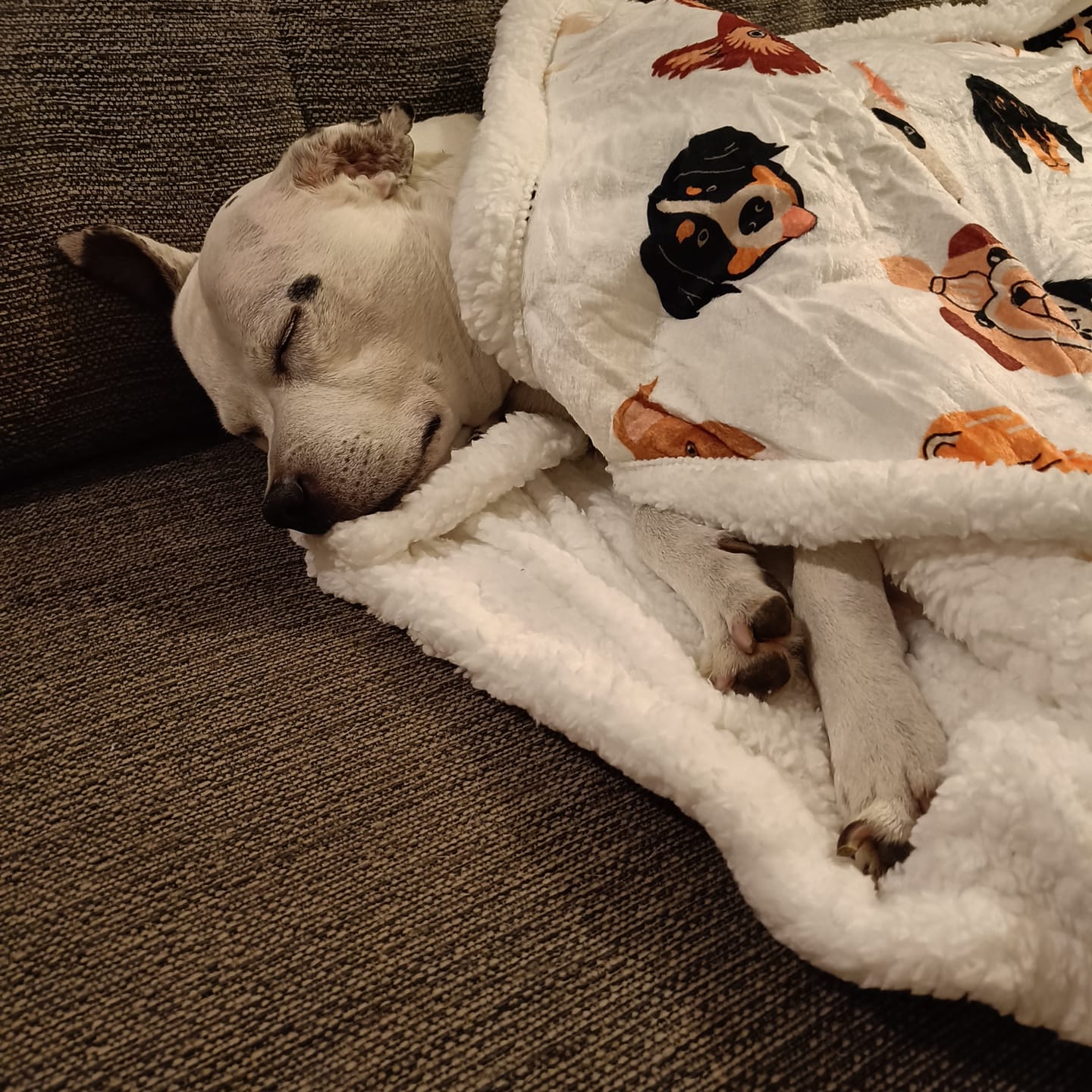 Customer photo review of White Edition | Luxury Dog & Human Blanket