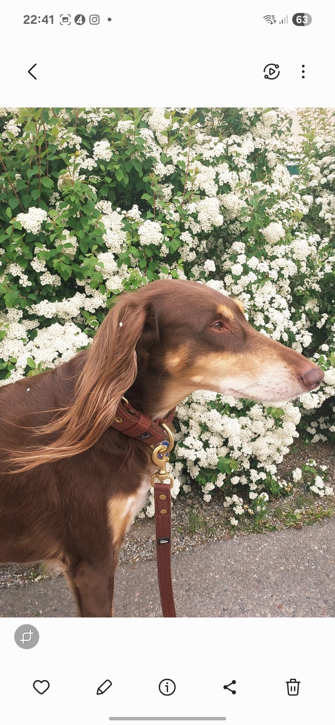 Customer photo review of Walk Leash Golden Dark Brown - Säkert nylonkoppel i olika längder