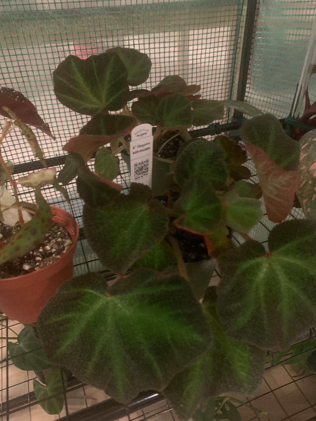 Customer photo review of Begonia soli-mutata