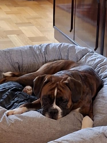 Customer photo review of CalmBed - Motverkar stress & hjälper mot ångest