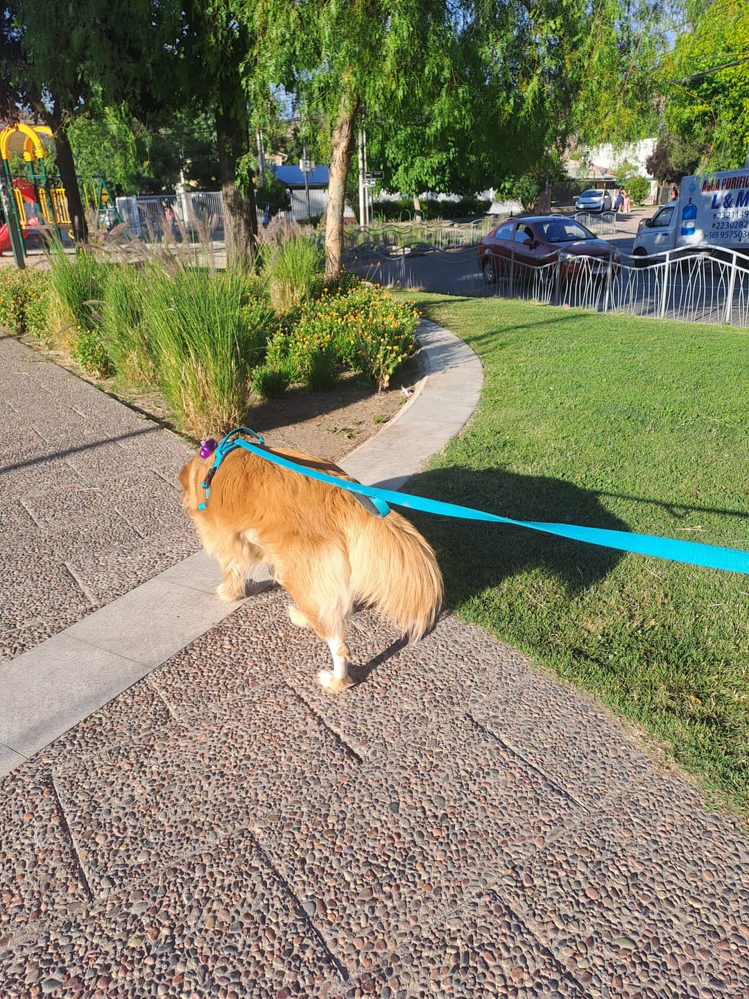 Customer photo review of Correa Larga para Perros - Light | 3 mts | Turquoise