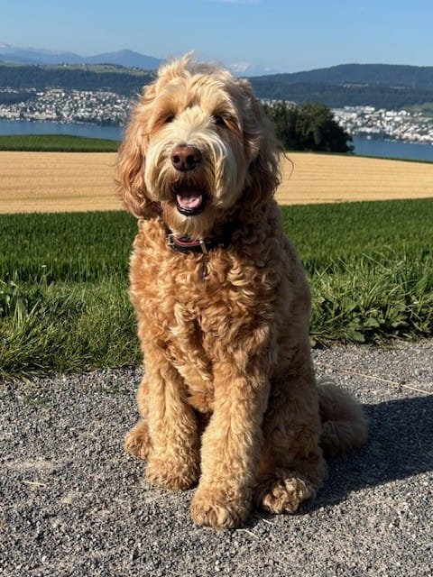 Customer photo review of DOG-ICE