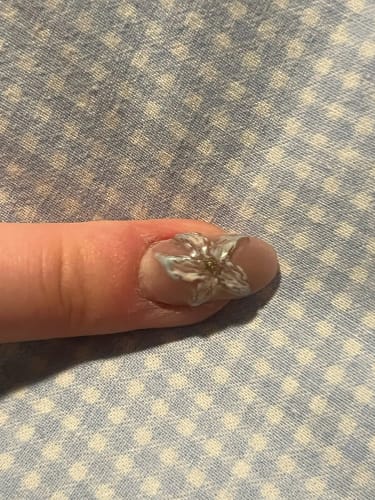 Customer photo review of Solid Builder Gel Kit- UK Store