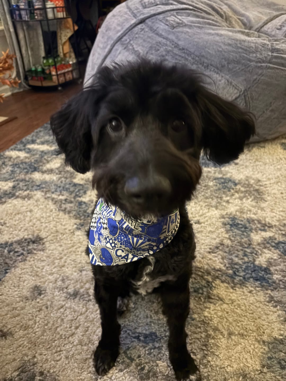 Customer photo review of UK Pop Art Snap-on Dog Bandana