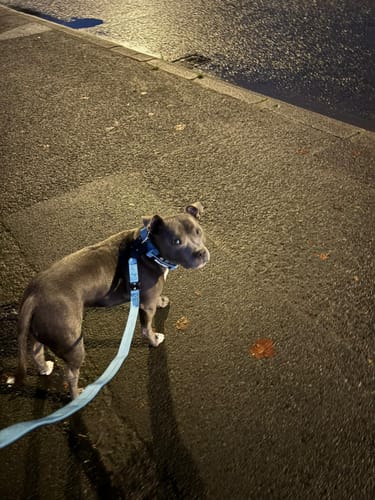 Customer photo review of ALL ACTION® 4cm Collar + Swivel Lead Bundle