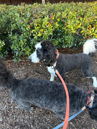 Customer photo review of Fern Collar - Recycled Ripstop