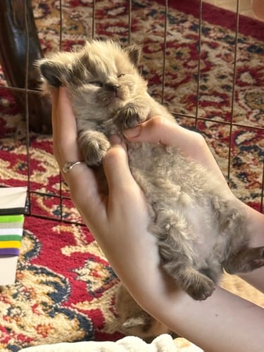 Customer photo review of Fit Litter