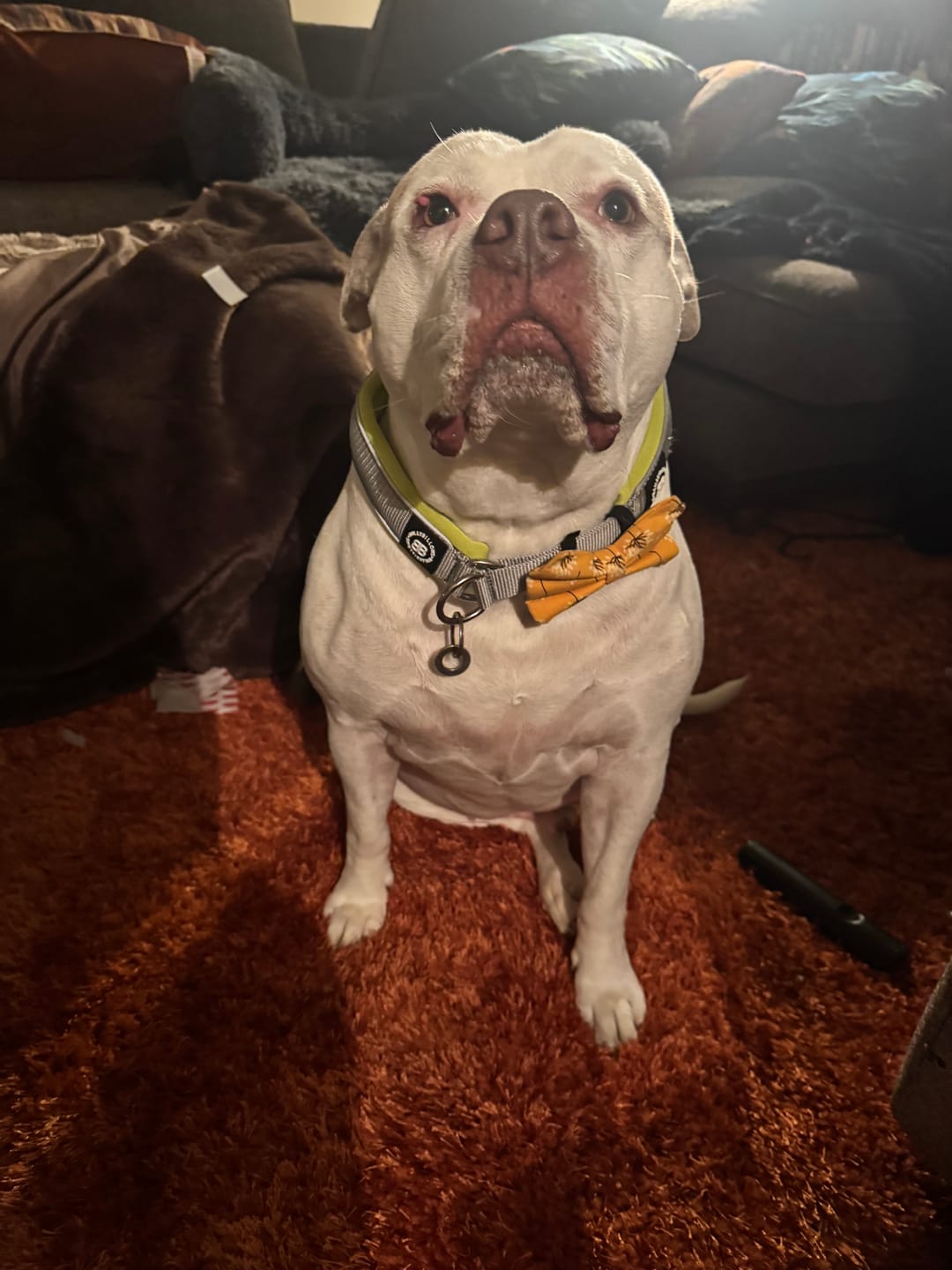 Customer photo review of 4cm Slip on Collar | Foam Padded - Metal Grey x Neon