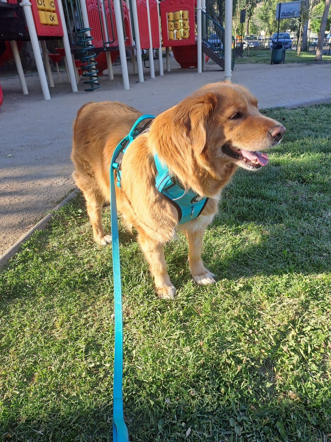 Customer photo review of Arnés Comfort para Perros - Street Dogs - Turquoise