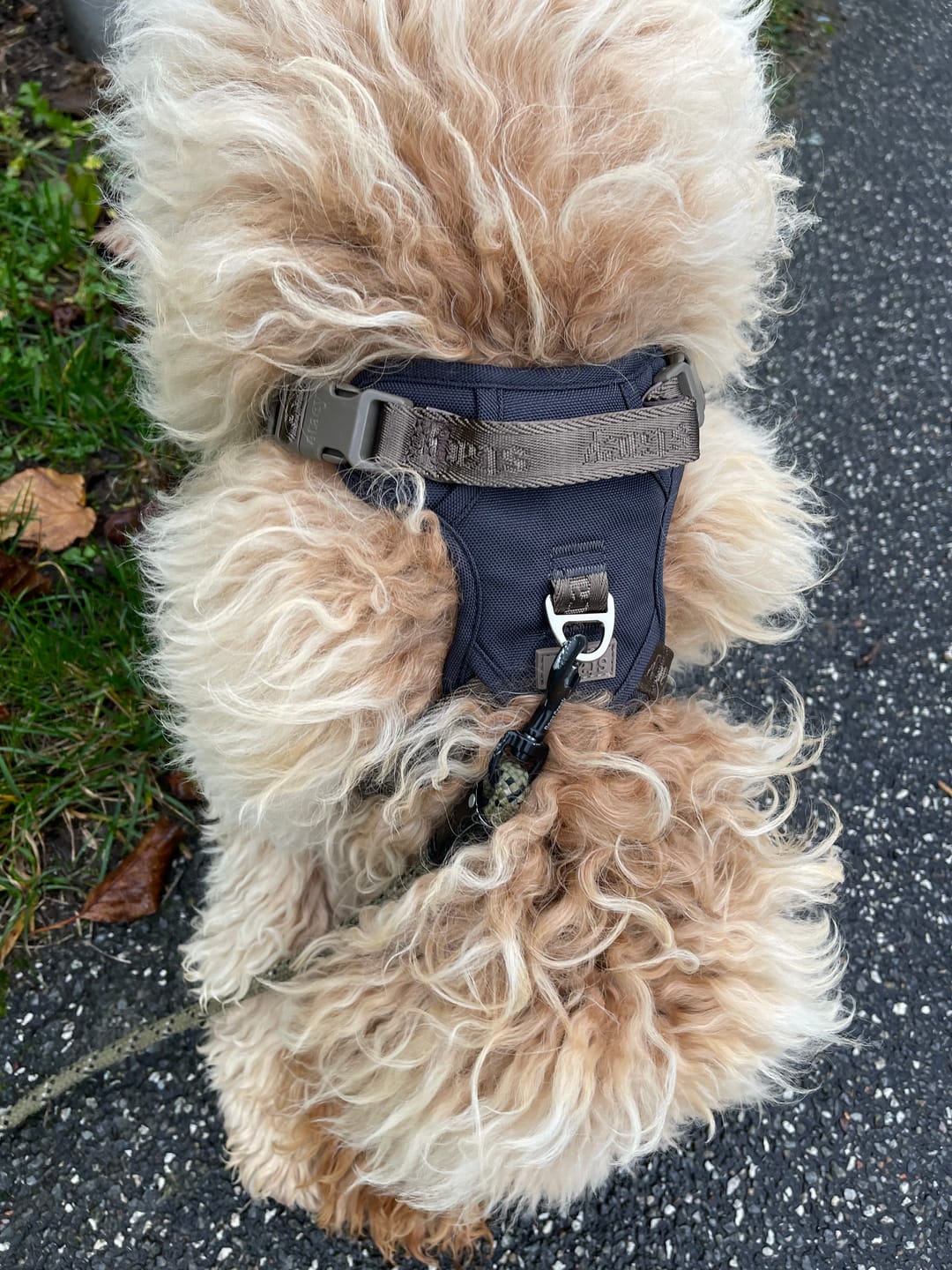 Customer photo review of Staey - Elma Active Hundesele, Storm