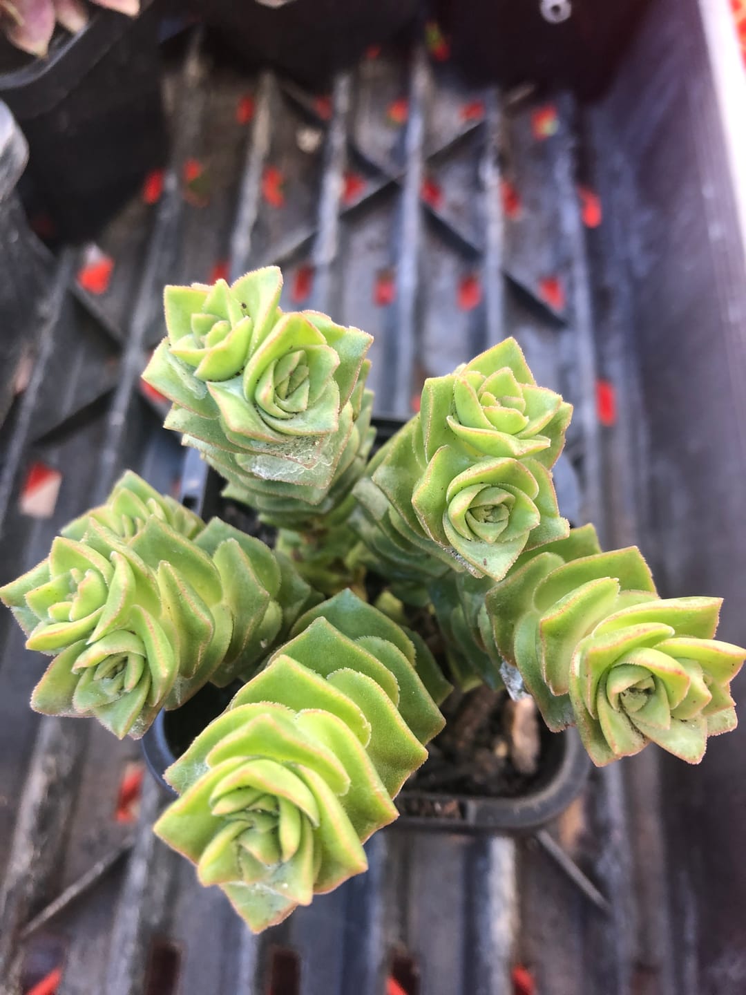 Customer photo review of Crassula Green Pagoda