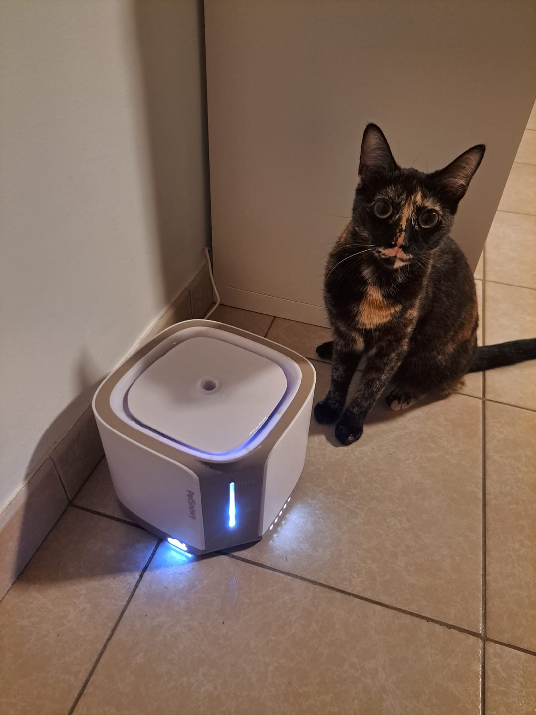 Customer photo review of Pet Water Fountain