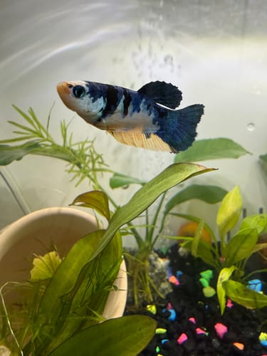Customer photo review of Multicolor Female Betta Fish | You Pick Fish | High Grade