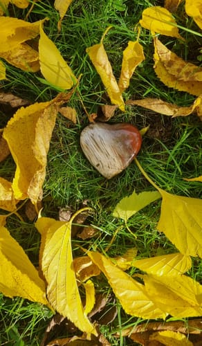 Customer photo review of Bois Pétrifié - Coeur