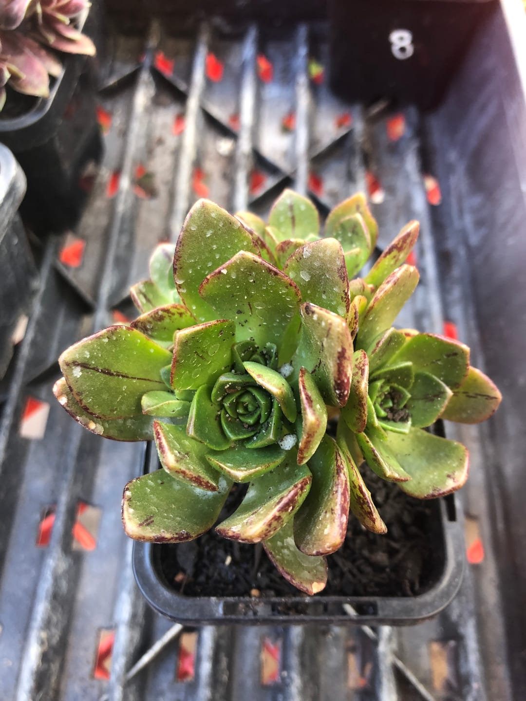 Customer photo review of Aeonium Bronze Medal (multi)