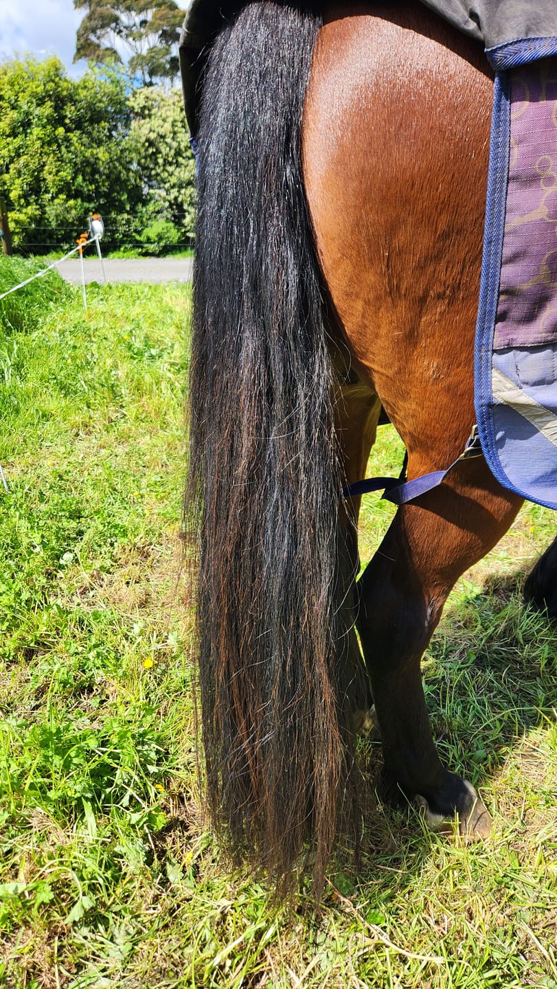Customer photo review of Queen's Brush - Royal Mane & Tail Brush