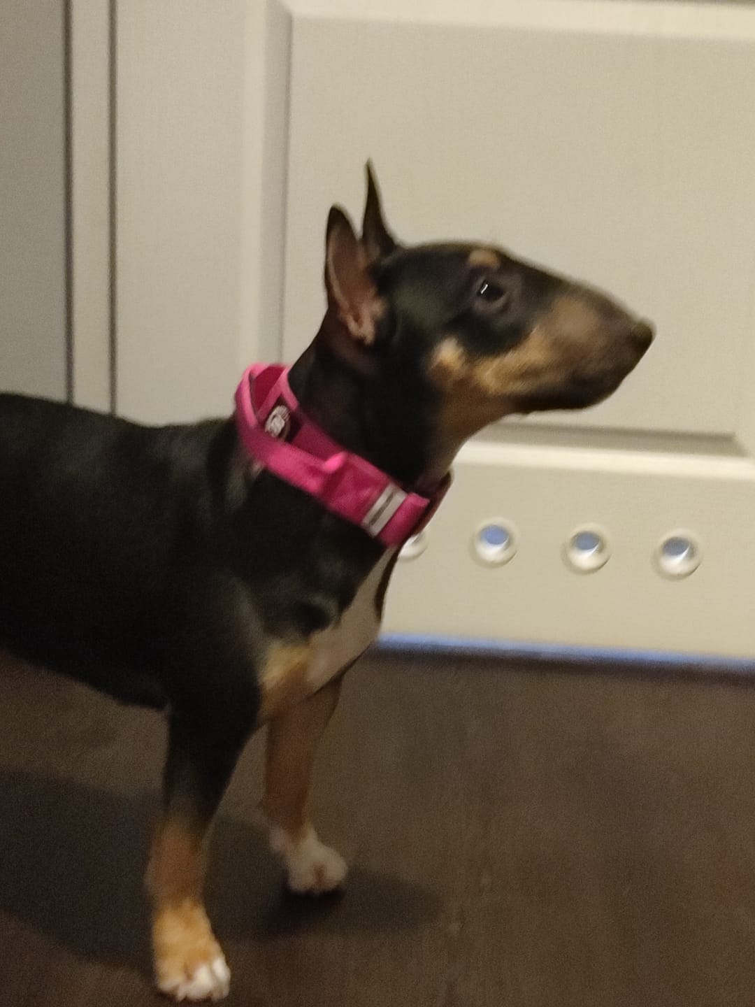 Customer photo review of 4cm Combat® Collar | With Handle & Rated Clip - Magenta