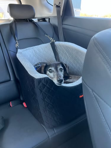 Customer photo review of Dog Car Booster Seat