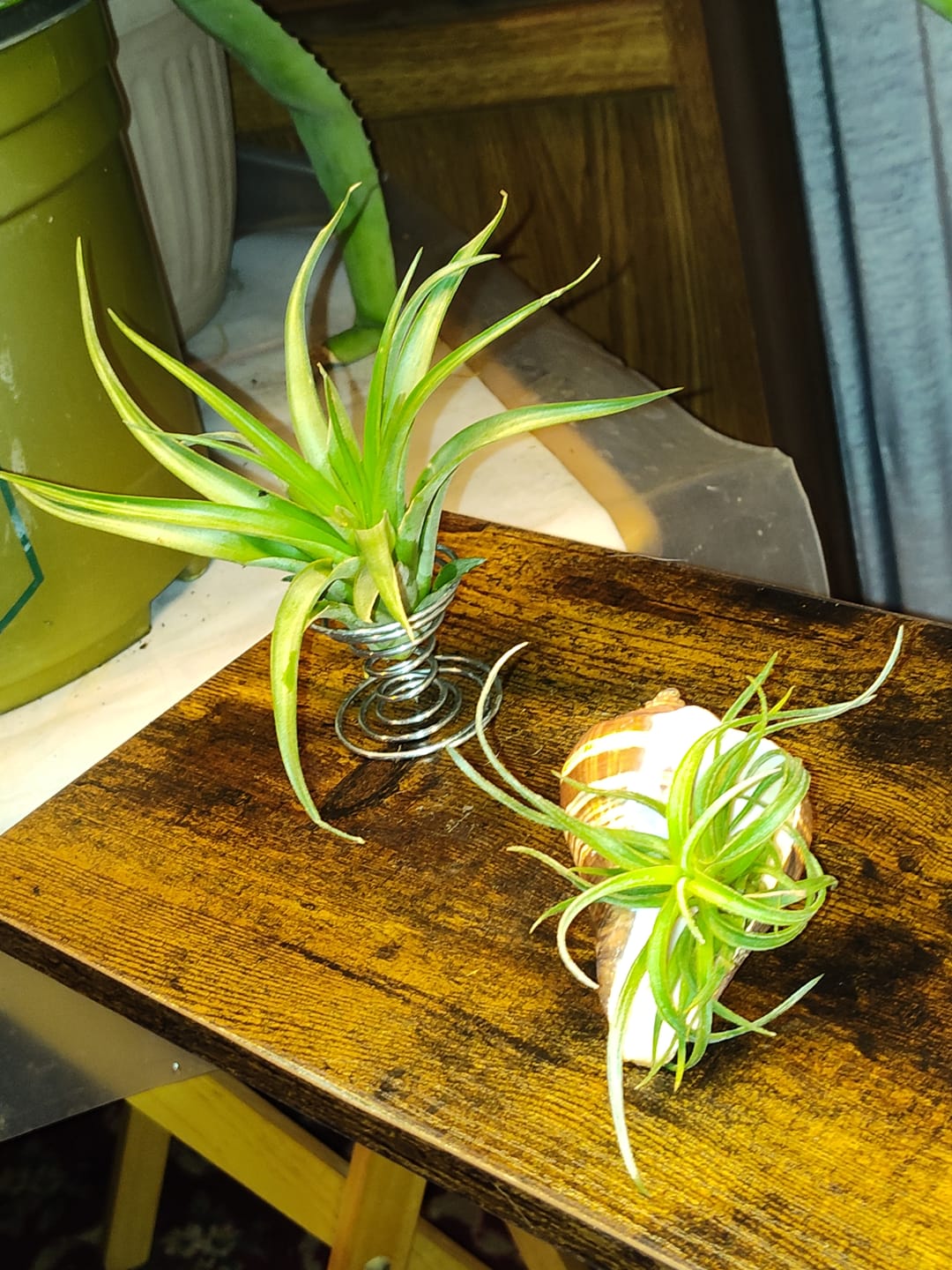 Customer photo review of Capitata  Peach  (Easy Care)