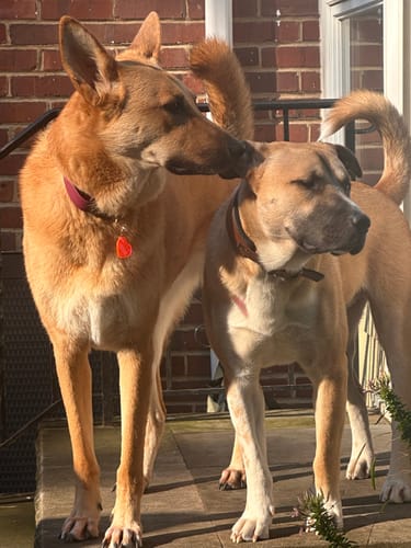 Customer photo review of Adjustable Biothane Quick Release Dog Collar