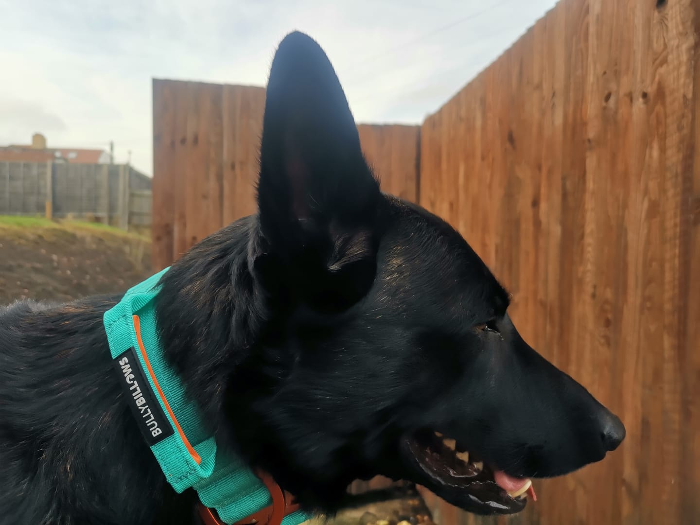 Customer photo review of 4cm LIGHTER Combat® Collar | With Handle Rated Clip - Turquoise & Orange
