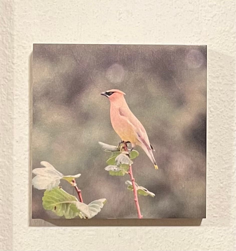 Customer photo review of Birch Vintage Matte Square Wood Print