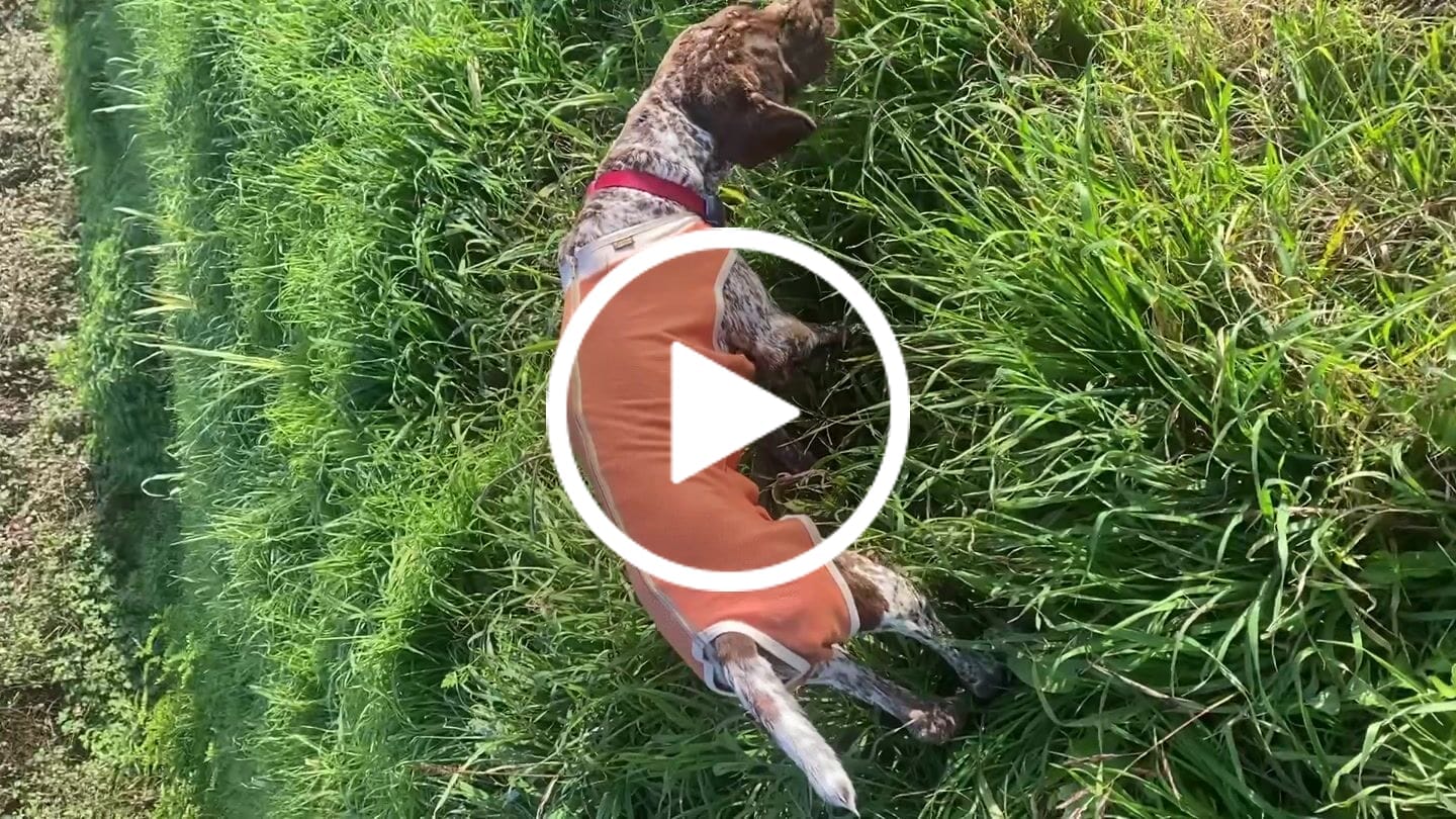 Customer video review of Body Castrazione cane maschio