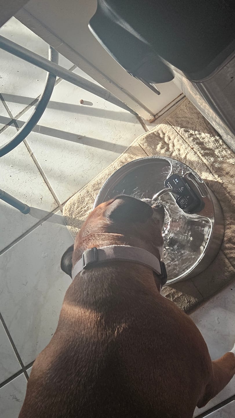 Customer photo review of Pawdrate™ Filtered Water Fountain (Battery Version)