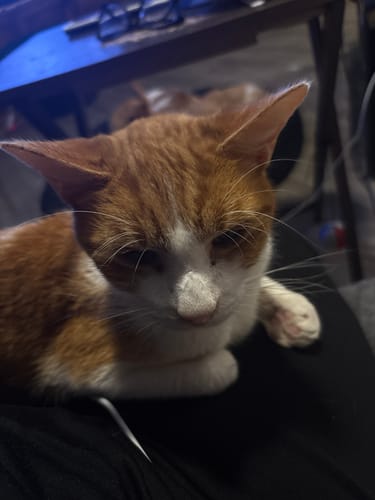 Customer photo review of Cat Dental Care & Bad Breath Remedy