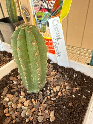 Customer photo review of Trichocereus Hybrid Variety Packs | Cactus Collector Variety Packs