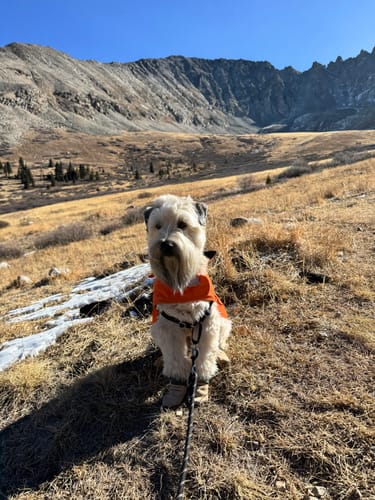 Customer photo review of All Weather Dog Booties - Doccasins - 1 pair