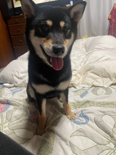 Customer photo review of FunFunPet 高機能ハーネス（お名前タグ作成サービス付き）