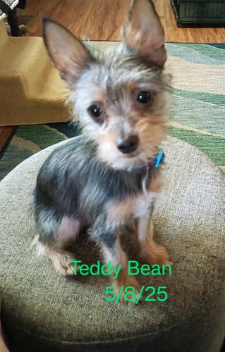 Customer photo review of GCP Flea & Tick Natural Defense for Dogs - 100 Soft Chews