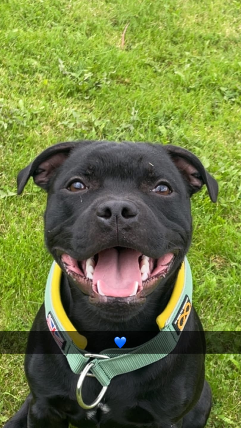 Customer photo review of Staffordshire Bull Terrier 1935® Nylon Leash - Venom Edition - Green & Yellow - Normal