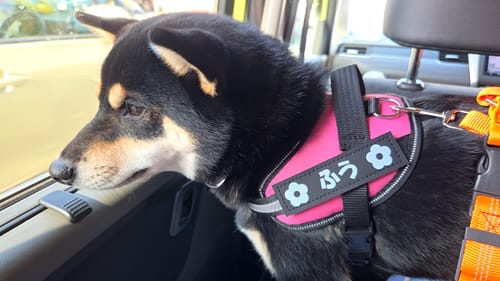 Customer photo review of FunFunPet 高機能ハーネス（お名前タグ作成サービス付き）