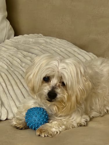 Customer photo review of Bolinha