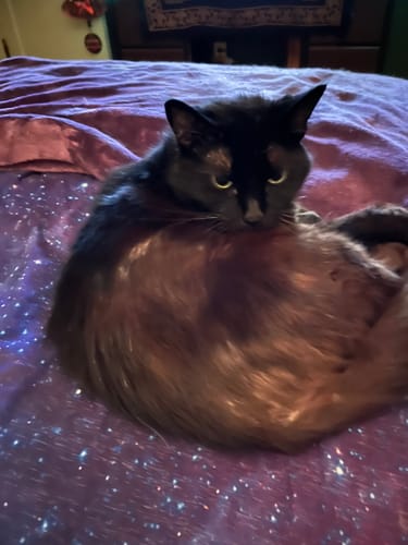 Customer photo review of 2x Blisso Advanced Cat Probiotic | Cat Probiotic for Diarrhea & Kidney Support