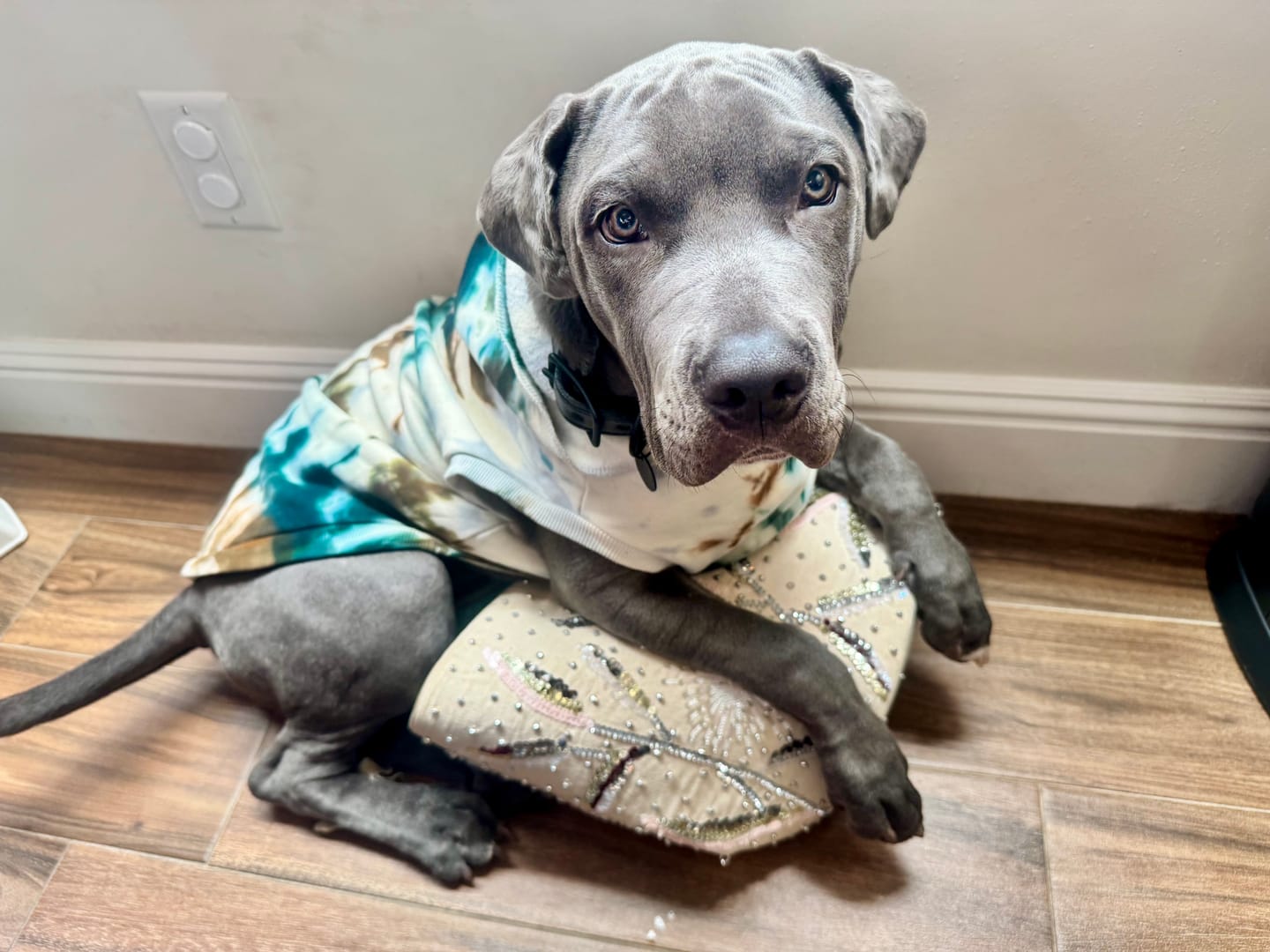Customer photo review of Found My Animal Studio Splatter Sweatshirt, Catskill