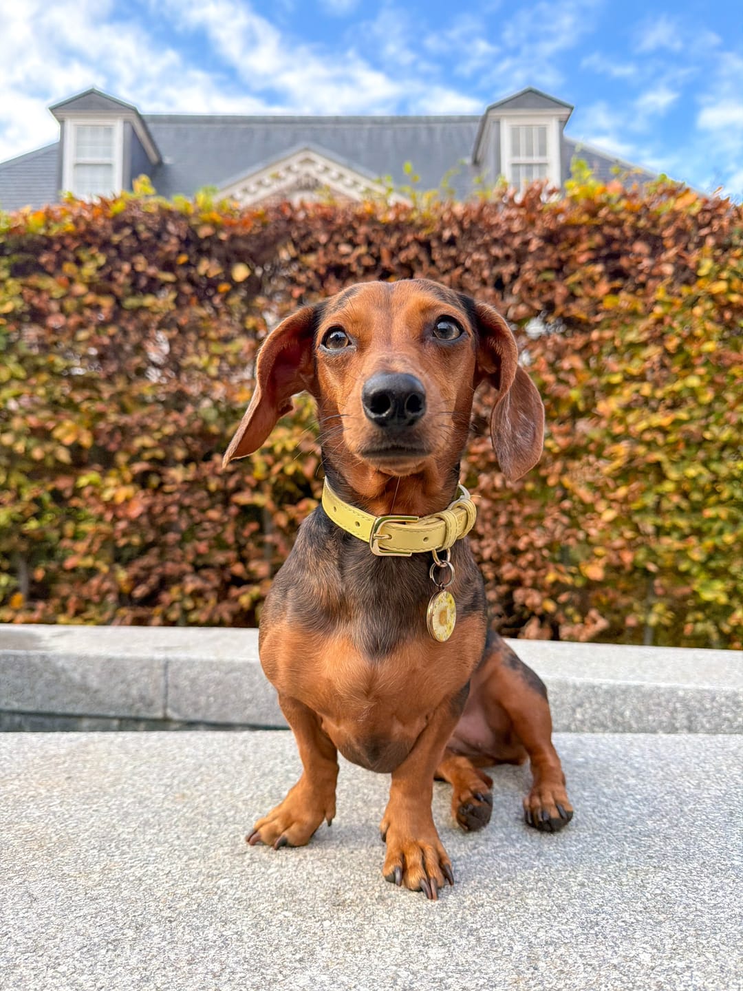 Customer photo review of Primrose Dog Collar