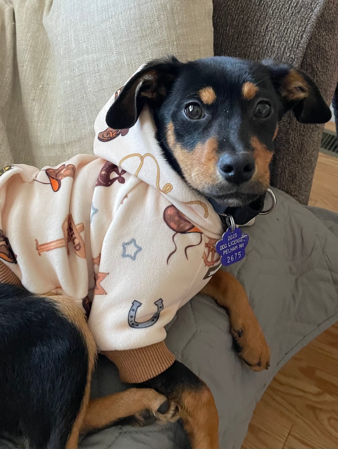Customer photo review of Rodeo Dog Hoodie