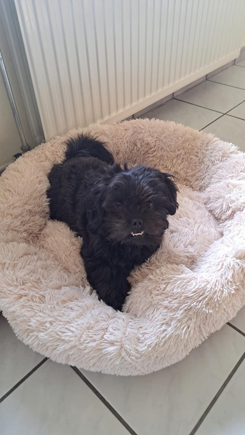 Customer photo review of Pet Perfect Fluffy Donut Hondenmand - Rond - Wasbaar