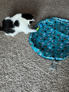 Customer photo review of SPEEDY TAIL 2.0