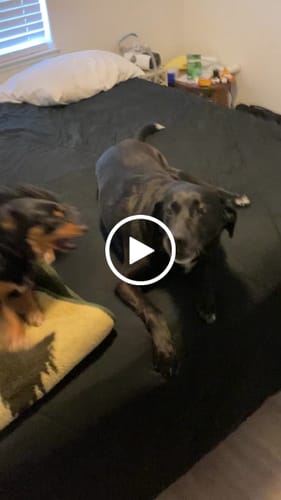 Customer video review of DE-01 Dental Dogbiotic